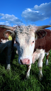 Hereford-kvæg-til-amager_pic-til-nyhed